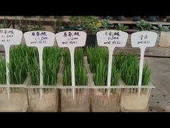 ルーシンとヒスティディンの根