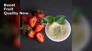 有機カルシウム肥料で果実の収量が向上