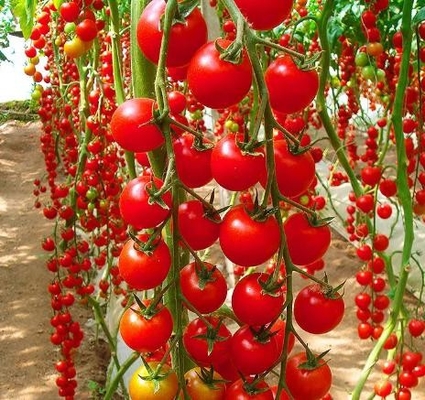 Plant Source Liquid Amino Acid 50% Foliar Fertilizer Peptides For Agricultural Farm