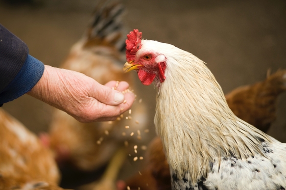 Amino Acid Protein Chromium Poultry Livestock Nutrients Polypeptide Chromium
