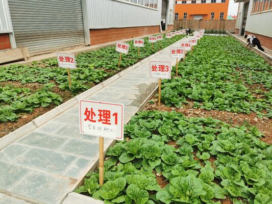 Powdered Amino Acid Organic Fertilizer Provides Balanced Nutrition Enhances Root Development and Improves Crop Yield